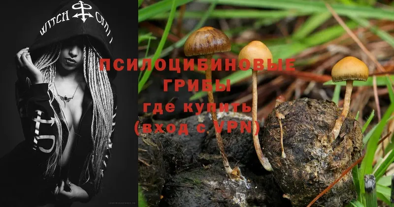 Псилоцибиновые грибы Cubensis  Новопавловск 